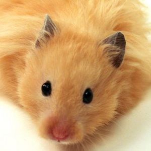 Meet your Posher, Frances